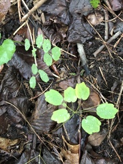 Thalictrum thalictroides