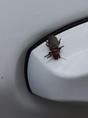 Cantharis rustica