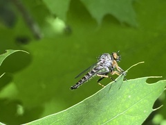 Neoitamus flavofemoratus