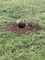 Cynomys ludovicianus