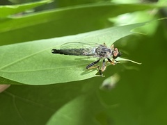 Neoitamus flavofemoratus