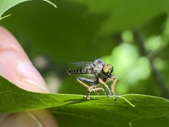 Neoitamus flavofemoratus
