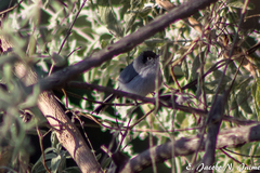 Polioptila nigriceps