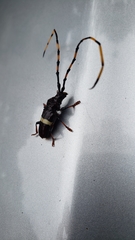 Trachyderes succinctus