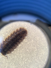Armadillidium vulgare