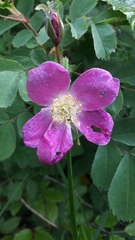 Rosa pendulina