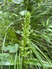 Platanthera flava