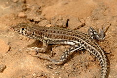 Acanthodactylus felicis