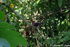 Rhodinocichla rosea