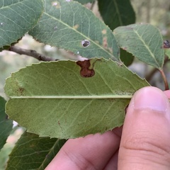 Stigmella heteromelis