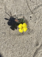 Erysimum menziesii