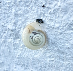 Monacha cartusiana