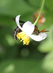 Scolia superciliaris