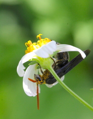 Scolia superciliaris