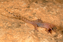 Hemidactylus paucituberculatus