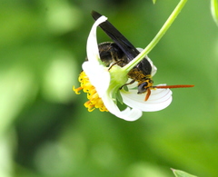 Scolia superciliaris