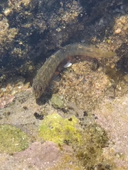 Bandit Blenny photo 2