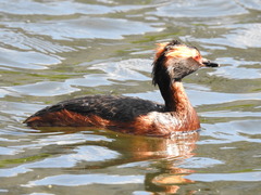 Podiceps auritus