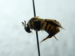 Ripiphorus rex