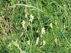 Vicia ochroleuca
