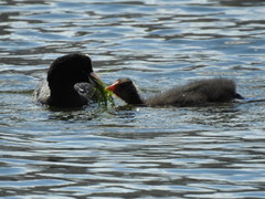 Fulica atra