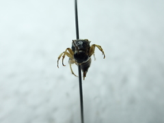 Ripiphorus rex