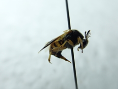 Ripiphorus rex