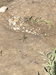 Gomphurus fraternus