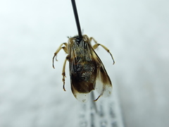 Ripiphorus rex