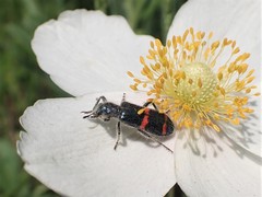 Trichodes ircutensis