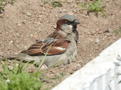 Passer domesticus
