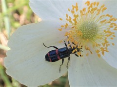 Trichodes ircutensis