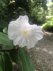 Hellenia