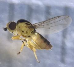 Chlorops