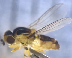 Chlorops