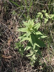 Veronicastrum sibiricum
