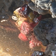 Actinia ebhayiensis