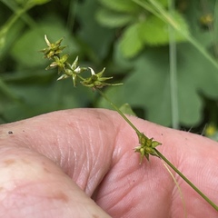 Carex retroflexa