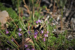 Bombus lapidarius decipiens