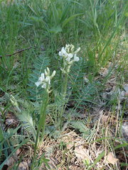 Oxytropis candicans
