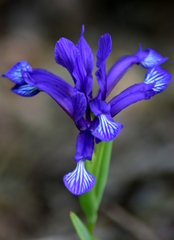 Iris sintenisii