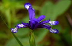 Iris sintenisii