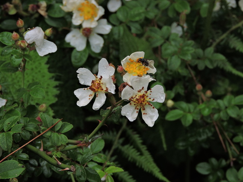 Image of Glandular Rose (Rosa transmorrisonensis) by (c) Jacy Chen, some rights reserved (CC BY)