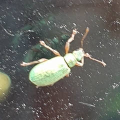 Polydrusus pterygomalis