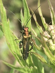 Oedemera nobilis