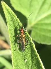 Oedemera nobilis