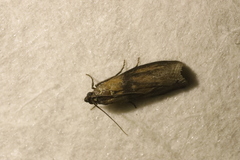 Sciota fumella