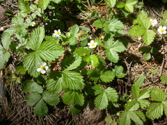 Fragaria vesca