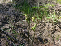 Pteridium pinetorum