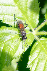 Macrophya militaris